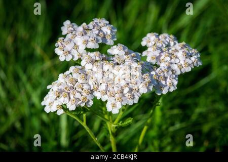 Schafgarbe (Achillea Millefolium) Stockfoto