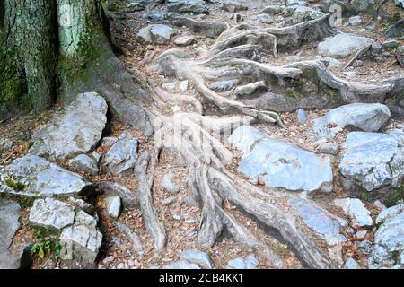 Ein alter Baum wurzelt auf dem Weg in den Wäldern. Natürlicher Hintergrund. Stockfoto