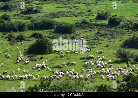 Schafherde und schäferhund Stockfoto