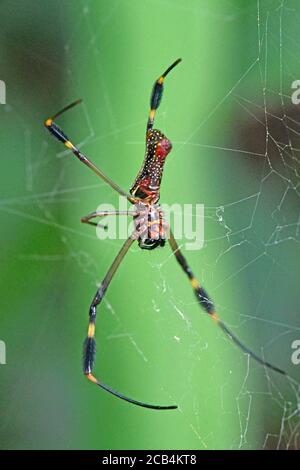 Goldene Orb-Netz Spinne in Costa Rica Stockfoto