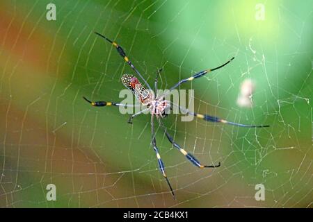 Goldene Orb-Netz Spinne in Costa Rica Stockfoto