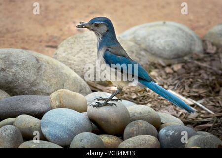 Ein waldhaushäher (Aphelocoma woodhouseii) frisst eine Motte, die er gerade gefangen hat. Stockfoto