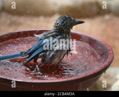 Ein Woodhouse's Scrub jay (Aphelocoma woodhouseii) genießt ein Hinterhof Vogel Bad. Stockfoto