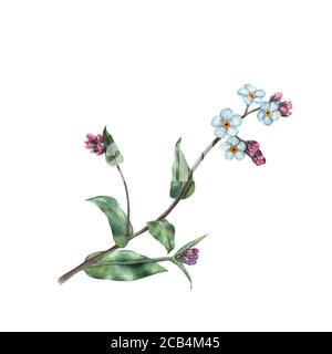 Botanical Aquarell Illustration von Vergiss mich nicht Blume isoliert auf weißem Hintergrund. Könnte als Dekoration für Webdesign, Kosmetik-Design, Stockfoto