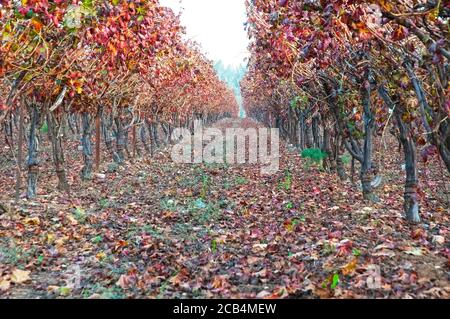 Weinbergblätter in Herbstfarben Stockfoto