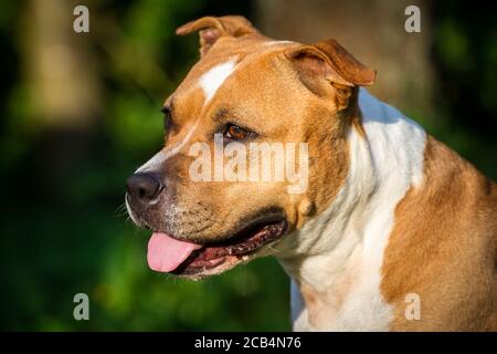 Porträt eines braunen amerikanischen Staffordshire Terrier Stockfoto