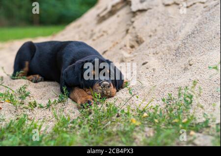 Ein Rottweiler Welpe erschöpft auf einem Sandberg Stockfoto