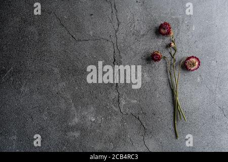 Getrocknete bunte Blumen in Vase mit grauem Hintergrund platziert Stockfoto
