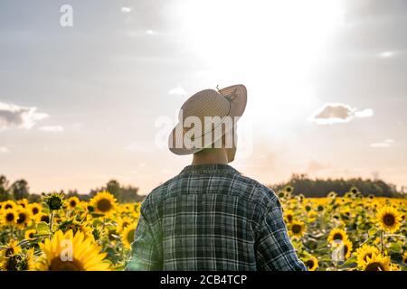 Junger Bauer Mann steht im Sonnenblumenfeld und schaut auf die Pflanzen. Stockfoto