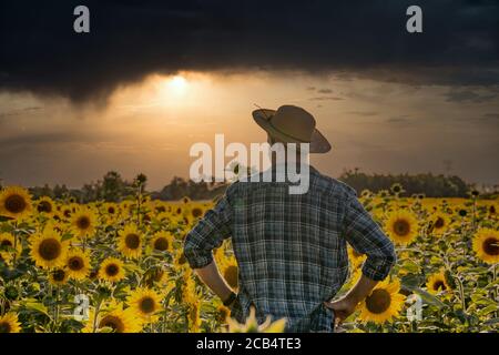 Junger Bauer Mann steht im Sonnenblumenfeld und schaut auf die Pflanzen. Stockfoto
