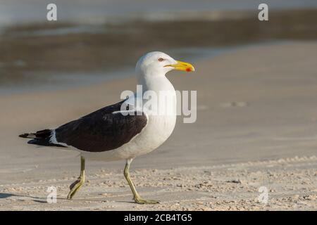 Kelp Gull (Larus Dominicanus) Stockfoto