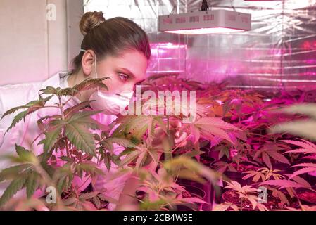 Frau mit professioneller Schutzmaske in einer industriellen Hanfplantage Überprüfung und Pflege Cannabispflanzen und Blumen. Landwirtschaft und Naturkonzept. Stockfoto