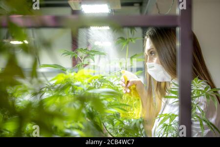 Frau mit professioneller Schutzmaske in einer industriellen Hanfplantage Überprüfung und Pflege Cannabispflanzen und Blumen. Landwirtschaft und Naturkonzept Stockfoto