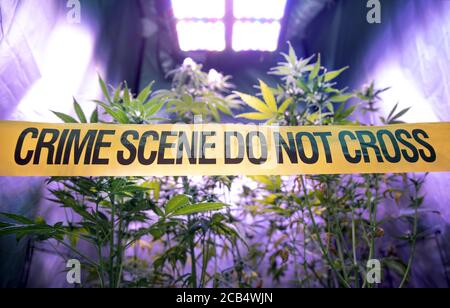 Illegale Cannabisplantage in einem privaten Anbaukasten mit gelbem Band der Polizei Tatort nicht überqueren. Konzept des illegalen Anbaus von Marihuana-Drogen. Stockfoto