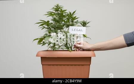 Eine Vase mit legalen Cannabispflanzen für den theraeutischen Gebrauch. Die Hand einer Frau zeigt ein CBD-legales Marihuana-Label Stockfoto