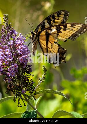 Monarch Schmetterling erstarkte auf einem Schmetterlingsbusch. Stockfoto