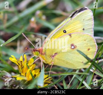 Getrübter Schwefel (Colias philodice) trinkender Blütennektar. Stockfoto