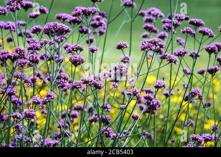 Verbena bonariensis. Argentinische Eisenkraut blüht in einem europäischen Garten Verbena Pflanzen Stockfoto