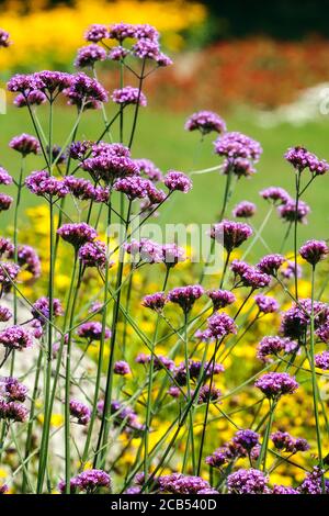 Lila Verbena bonariensis Rand. Argentinische vervain Blumen in den bunten Garten Blumenbeet Stockfoto