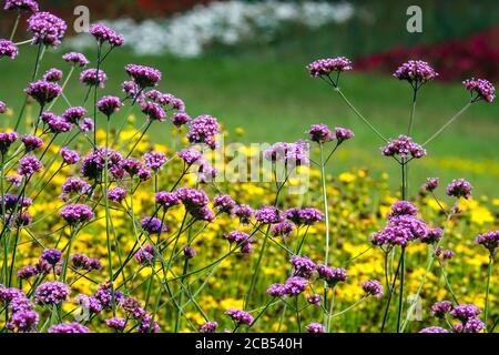 Violette Spitze Verbena bonariensis mehrjährige Blumenbeet Stockfoto