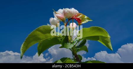 Bei Zweigstellen von Apfelbäumen mit weißen Blüten auf blauem Himmel Hintergrund Hintergrund. Stockfoto