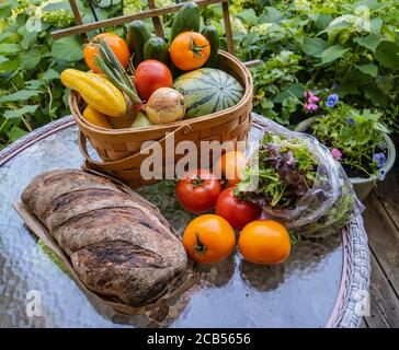 Die erste Woche im August Farmanteil von einer Vermont Gemeinschaft unterstützte Landwirtschaft (CSA) : lokale, saisonale Lebensmittel direkt von einem Bauernhof Stockfoto