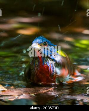 Zeit Für Das Bad Mit Painted Bunting Stockfoto