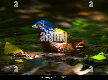 Zeit Für Das Bad Mit Painted Bunting Stockfoto