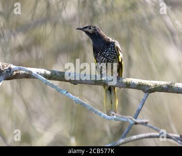 Eine vom Aussterben bedrohte Regent Honeyeater (Anthochaera phrygia) in NSW Australien Stockfoto