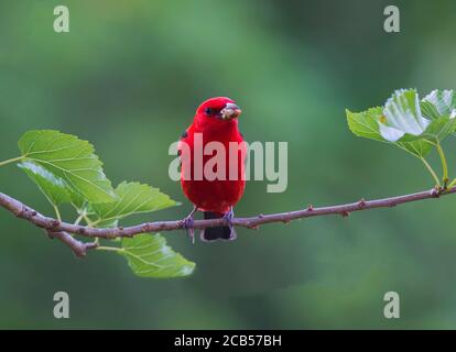 Golfküste Neotropische Vögel Frühlingszug Stockfoto