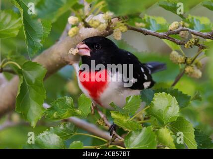 Golfküste Neotropische Vögel Frühlingszug Stockfoto