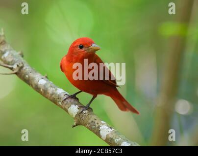 Golfküste Neotropische Vögel Frühlingszug Stockfoto