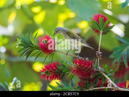 Golfküste Neotropische Vögel Frühlingszug Stockfoto