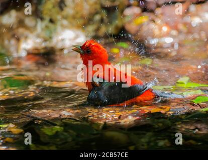Golfküste Neotropische Vögel Frühlingszug Stockfoto
