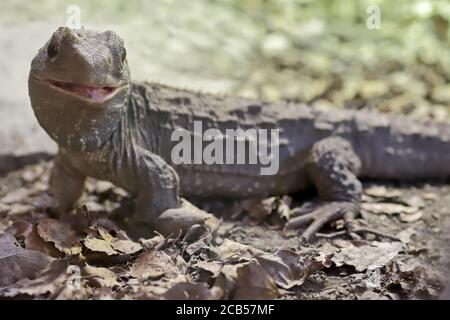 New Zealand Tuatara Stockfoto