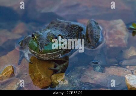 Amerikanischer Ochsenfrosch Stockfoto