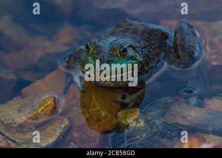 Amerikanischer Ochsenfrosch. Stockfoto