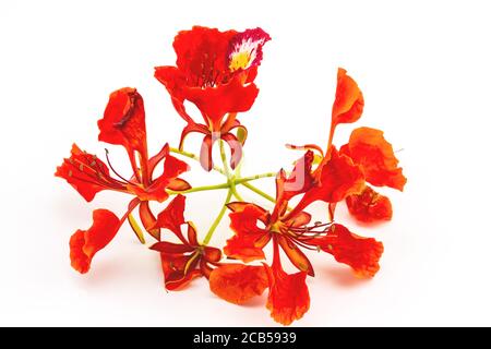 Bunt von Pfauenschaufelblätter Blumen oder Caesalpinia pulcherrima (L.) SW. Blumenstapel auf weißem Hintergrund Stockfoto