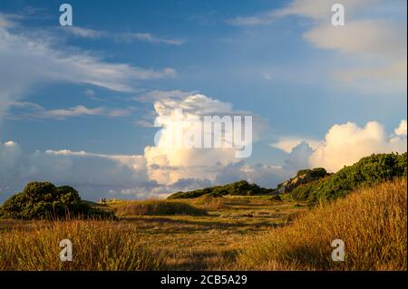 Dramatische Wolken über leerer Landschaft mit Küstenpflanzen. Stockfoto