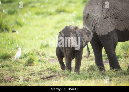 Elefantenbaby und Kuhreiher, die in der Nähe von Elefantenmutter stehen Amboseli Kenia Stockfoto