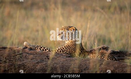 Ausgewachsener Leopard, der am goldenen Nachmittag auf einem großen Felsen ruht Licht in Masai Mara Kenia Stockfoto