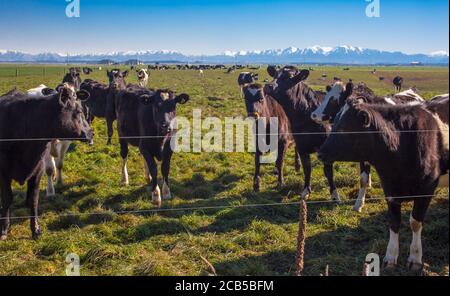 Landschaften Neuseelands: Herden von Milchkühen Stockfoto