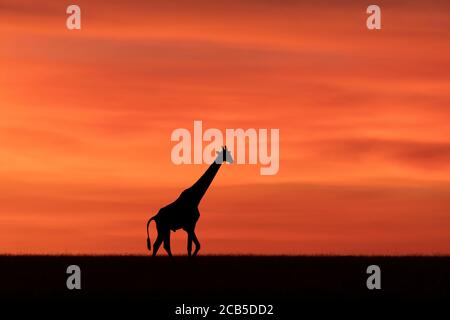 Giraffe isoliert mit rotem und orangefarbenem Himmel im Hintergrund Masai Mara Kenia Stockfoto