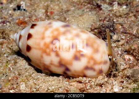 Ringed Olive Shell, Oliva annulata. Uepi, Salomonen. Salomonsee, Pazifischer Ozean Stockfoto