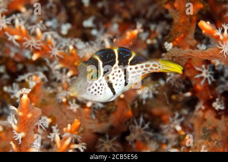 Valentine's Sharpnosed Puffer, auch bekannt als Blacksaddle Toby, Valentine's Pufferfish, und Valentine's Puffer, Canthigaster valentini.Juvenile. Stockfoto