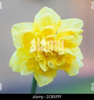 Einzelne gelbe Narzisse isoliert Stockfoto