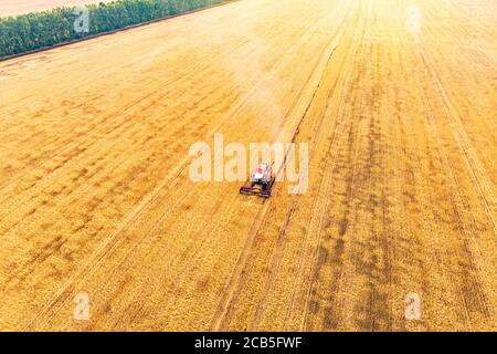 Landwirtschaft Maschine Ernte Ernte in Feldern. Ernte im Herbst am Morgen in der Morgendämmerung. Agrobusiness in der Altai-Region Russland. Stockfoto