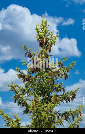 Fichtendecke, Picea, mit vielen Zapfen gegen blauen Himmel im Spätsommer. Stockfoto