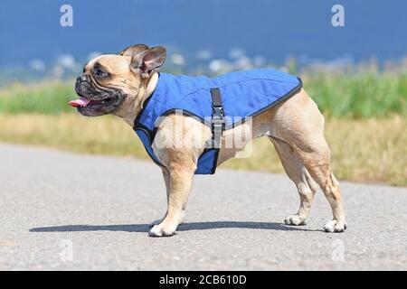 Keuchender französischer Bulldog Hund trägt Kühlweste Geschirr nach unten Körpertemperatur an heißen Sommertagen Stockfoto