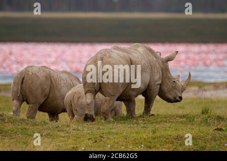 Weißes Nashorn oder Vierkantnashorn (Ceratotherium simum) mit Kalb fotografiert am Lake Nakuru, Kenia Stockfoto